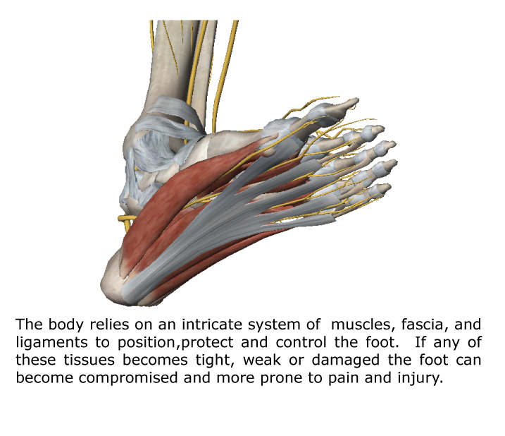 The Foot Intrinsic Muscles and Their Role in Foot Pain - Gray