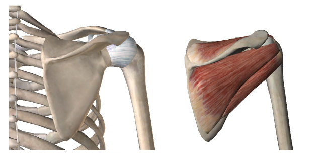rotator-cuff