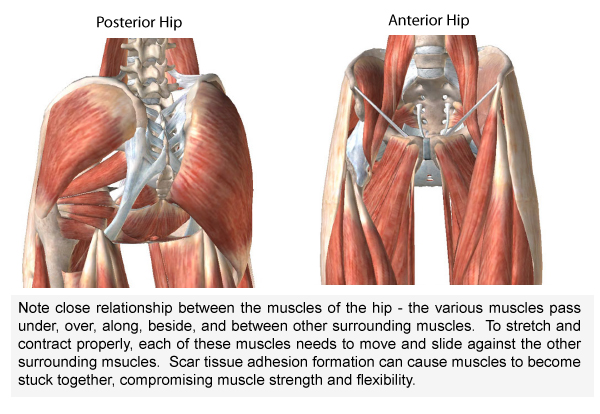 hip-anatomy-layers