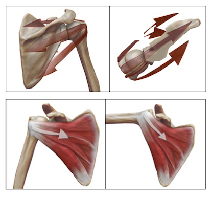 rotator cuff problems - line of action