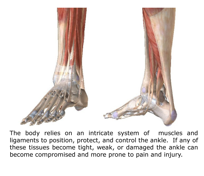 ankle pain anatomy
